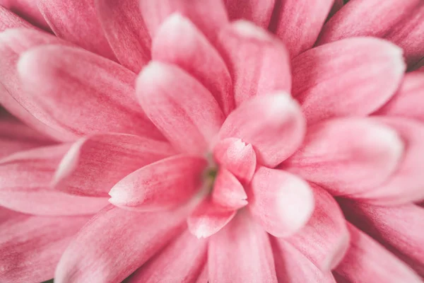 Fleur de chrysanthème rose. — Photo