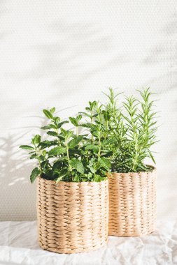 Örgü kaplarda nane ve biberiye otları.