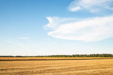 Yaz mısır tarlası hasadı.