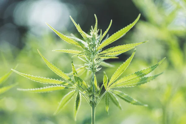 Cannabis växt. — Stockfoto