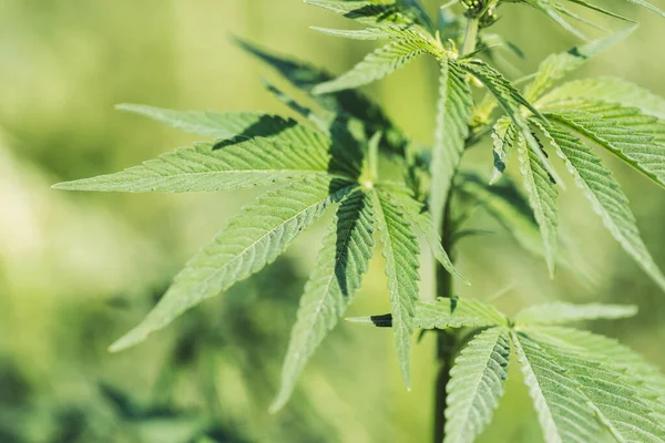 Cannabis växt. — Stockfoto