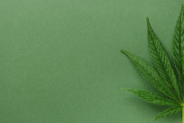 Blad av cannabis på grönt. — Stockfoto