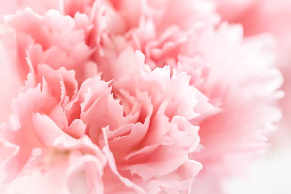 Clavel rosa flor. —  Fotos de Stock