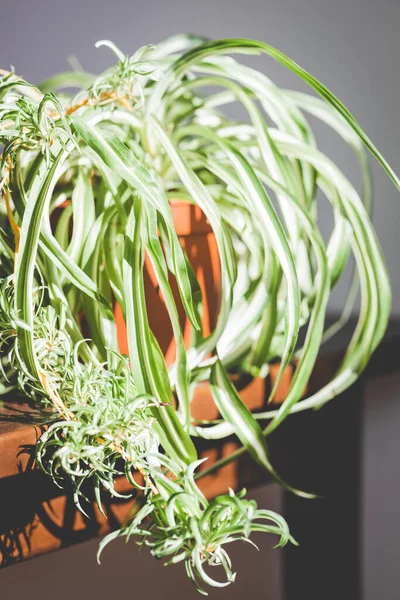 La planta Spider sobre la mesa. — Foto de Stock