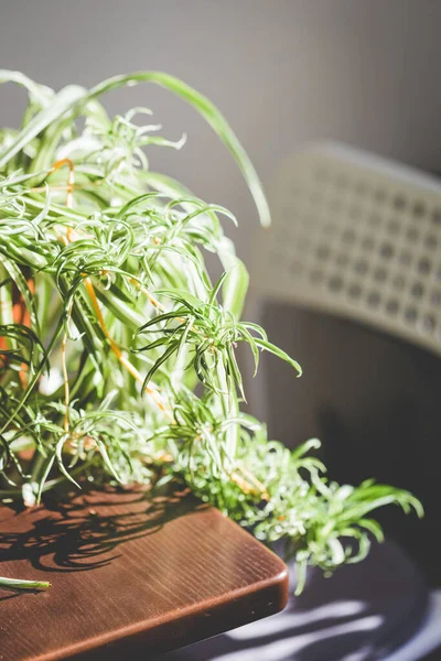 La planta Spider sobre la mesa. — Foto de Stock