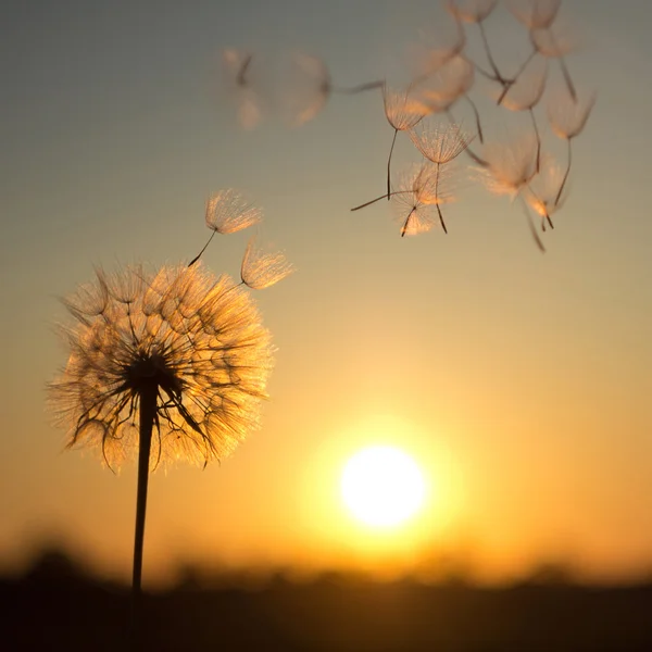 Dente di leone sullo sfondo del sole al tramonto — Foto Stock