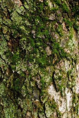 Moss ağaç kabuğu ile kaplı