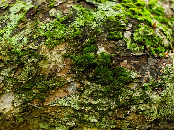 Covered with moss tree bark — Stock Photo, Image