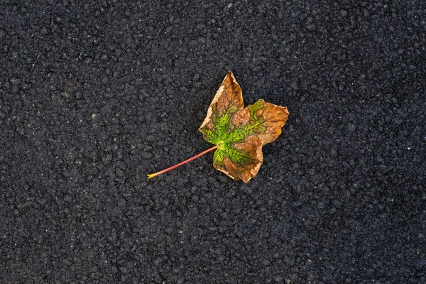 Hoja amarilla sobre asfalto — Foto de Stock