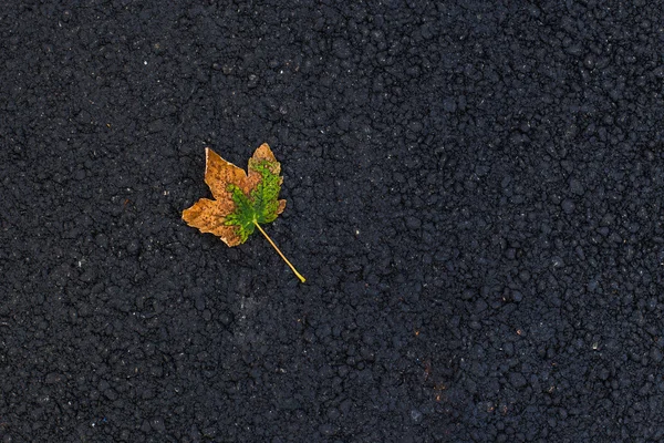 Geel blad op asfalt — Stockfoto