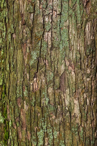 Ο φλοιός του δέντρου — Φωτογραφία Αρχείου