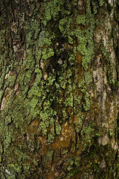 Ο φλοιός του δέντρου — Φωτογραφία Αρχείου