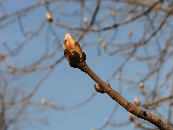 Grote bud van kastanjeboom, lente — Stockfoto