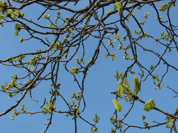 Κλαδιά δέντρων κάστανων με ανθισμένα φύλλα, άνοιξη — Φωτογραφία Αρχείου