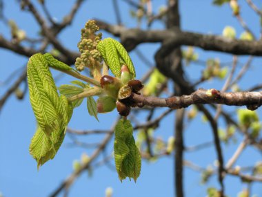 Bud çiçek kestane ağacının yaprakları bahar