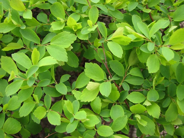 Grüner Busch als Hintergrund — Stockfoto