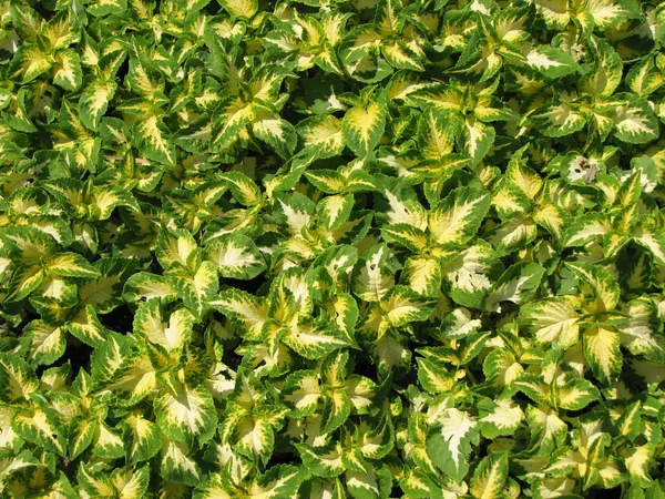 Parlak sarı-yeşil bitkilerin halı — Stok fotoğraf