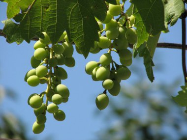 Mavi gökyüzü arka plan üzerinde üzüm demet