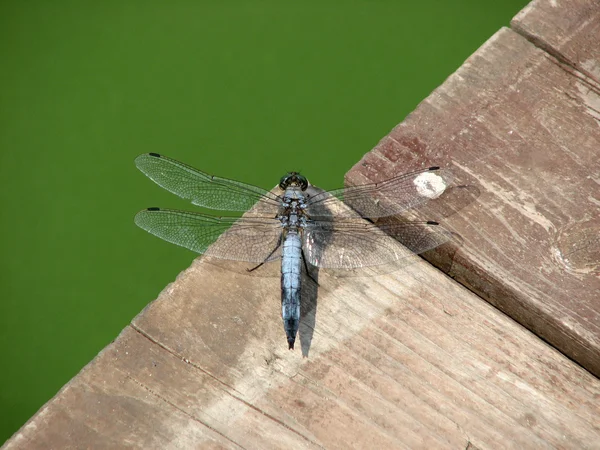 Blue dragonfly — Stock Photo, Image