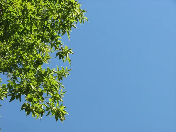 Πράσινο δέντρο κλαδιά σε φόντο μπλε του ουρανού — Φωτογραφία Αρχείου