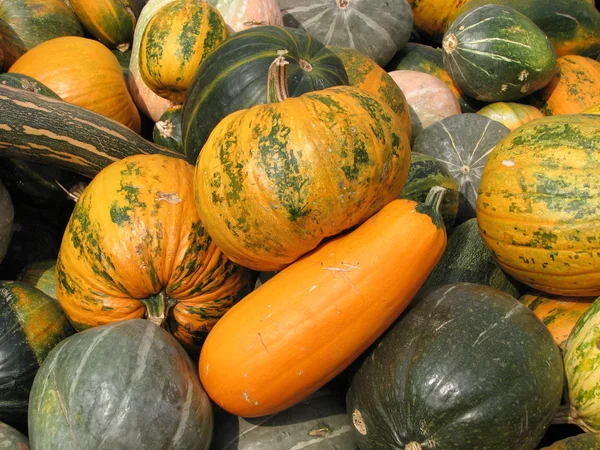 Pumpkins and zucchini — Stock Photo, Image