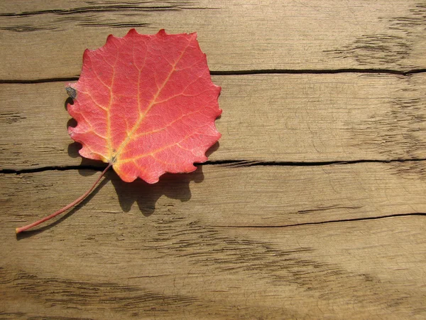 Red leaf on wooden background — Stock Photo, Image