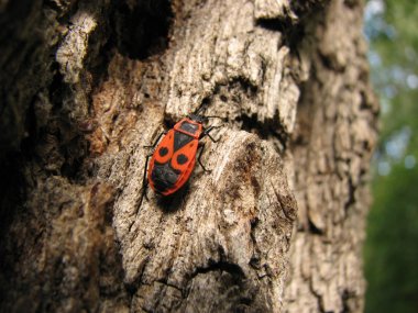 Bedbug-soldier on a tree trunk, super macro mode clipart
