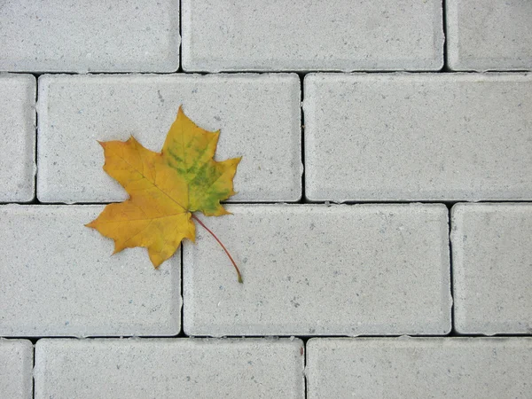 Hoja de arce amarillo sobre un pavimento de ladrillo, fondo de otoño —  Fotos de Stock