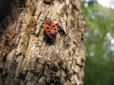 Tahtakurusu-asker bir ağaç gövdesi, süper makro modu