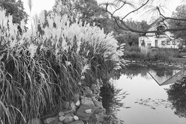 A peaceful garden black and white scene features tall ornamental reeds swaying gently by a serene pond. Soft sunlight creating a calm and inviting atmosphere.
