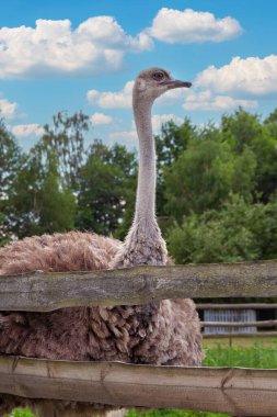 Uzun bir devekuşu, yemyeşil ile çevrili ahşap bir çitin yanında görülmektedir. Kuş sakin ve meraklı görünüyor, sıcak gün ışığının tadını çıkarıyor. Sahne, doğadaki huzurlu bir anı yakalar..