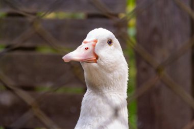 Beyaz bir kaz yakından görülüyor, merakla etrafını seyrediyor. Ahşap arka plan, gün ışığında bir çiftlik ağılındaki huzurlu manzaraya kırsal bir dokunuş ekler..