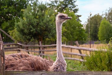 Bir devekuşu verimli bir çiftlikte zarif bir şekilde duruyor, uzun boynu gökyüzüne doğru uzanıyor. Ahşap çitler ve yeşillik akşam ışığında dingin bir zemin oluşturur..