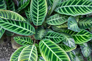 Uzun yapraklı ve desenli yeşil bitkiler bahçede birbirine yakın büyür. Güneş ışığı yaprakların arasından süzülür, şekillerini ve renklerini vurgular..