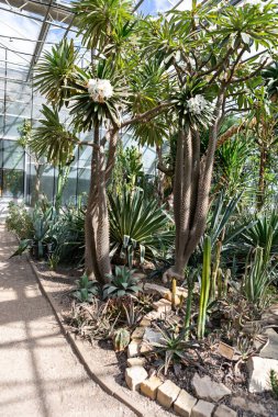 Çeşitli kaktüs bitkileri, pandanus ve sulularla dolu bir sera. Güneş ışığı camdan süzülerek bitkilerin eşsiz şekillerini ve dokularını vurgular..