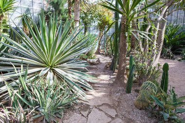 Farklı bitki ve kaktüslerle dolu bir sera bahçesi. Güneş ışığı cam duvarlardan yansıyor. Yeşilliğin içinden geçen taş bir yol, davetkar bir keşif..