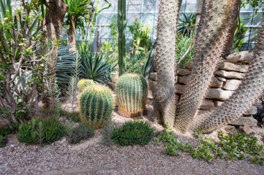 Parlak güneş ışığı olan bir botanik bahçesine birkaç kaktüs yerleştirilir. Sahne farklı bitki ve dokuları gösteriyor. Ziyaretçiler bu bölgedeki çeşitli bitki yaşamının tadını çıkarabilirler..
