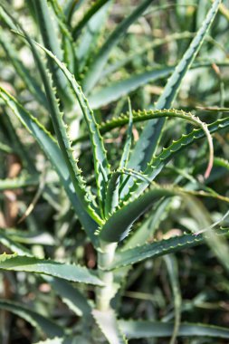 Yeşil aloe vera bitkileri bahçede yetişir. Bitkilerin dikenli uzun yaprakları var. Güneş ışığı yaprakların üzerinde parlıyor. Çevre, çevredeki diğer bitkilerle doğal bir ortam gösteriyor..