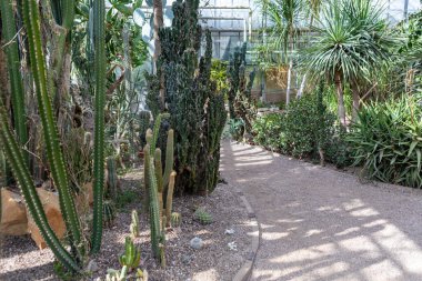 Sahne, kaktüs bahçesinden geçen bir patikayı gösteriyor. Uzun kaktüsler ve çeşitli bitkiler her iki tarafta da görülür. Güneş ışığı bölgeyi aydınlatır, bitkileri ve çakıl yollarını aydınlatır..