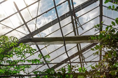 Güneş ışığı bir seranın cam çatısından süzülüyor. Yeşil bitkiler yerde büyür ve yapı boyunca tırmanırlar. Gökyüzü yukarıdaki cam panellerden görülebilir..