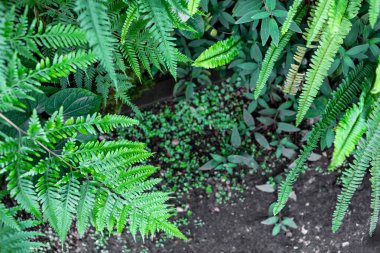 Çeşitli yeşil bitkiler bahçe alanını dolduruyor. Eğreltiotu yaprakları ve diğer bitkiler karanlık toprağın üzerinde farklı bir manzara yaratırlar. Küçük bitkiler bahçenin zenginliğini artırır..
