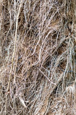 Yakından bakınca, birbirine karışmış doğal trachycarpus lifleri, toprak tonlarını ve karmaşık desenleri ortaya çıkarıyor. Bu yapısal güzellik, doğanın kökenine ve amacına dair merakı çağrıştırıyor..