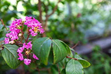 Canlı pembe lagerstroemia çiçekleri yemyeşil yapraklardan fışkırarak çarpıcı bir renk gösterisi yaratıyor. Bu canlı bahçe sahnesi güneşli bir öğleden sonranın neşeli özünü yakalar.