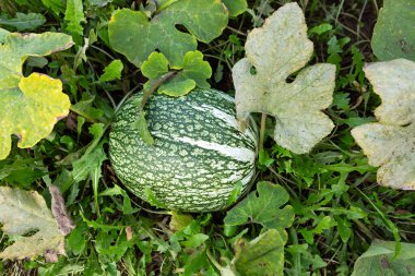 Bahçedeki canlı yeşil yaprakların arasına yerleştirilmiş bir balkabağı. Meyve, belirgin şeritler sergiliyor ve yaz mevsiminde yetişen tipik yemyeşil yapraklarla çevrilidir..