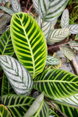 Parlak yeşil kalathea, canlı bir bahçede sergilenen karmaşık desenler ve zengin renkler bırakır. Sahne doğanın güzelliğini yakalar, her bir eşsiz yaprağa daha yakından bakmaya davet eder..