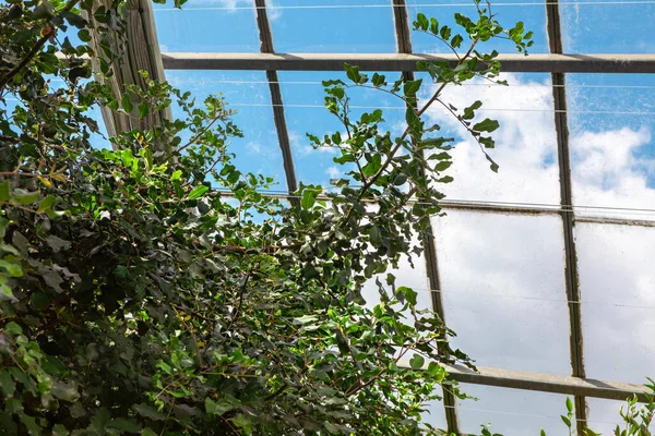 Asmalar ve yapraklar gökyüzüne doğru uzanıyor, neşe dolu bir serayı hayat ile dolduruyor. Geniş cam çatıdan yayılan doğal ışık yeşillikle dolu huzurlu bir atmosfer yaratıyor..