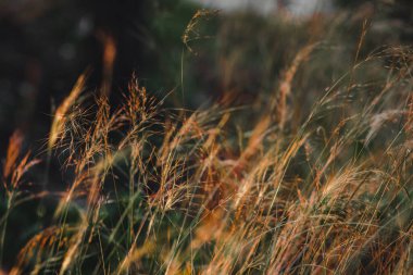 Sokağın kenarındaki çimenler çok güzel.