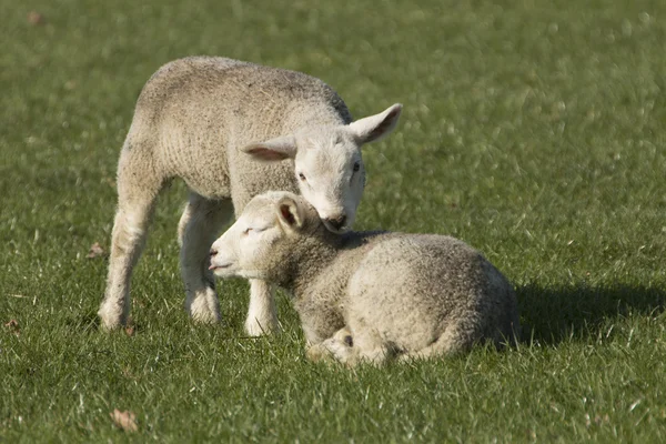 Zwei Lämmer auf der Weide — Stockfoto