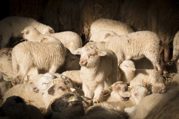 Gregge di agnelli e pecore — Foto Stock