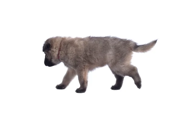 Pup, Belgische herder Tervuren, wandelen, geïsoleerd — Stockfoto